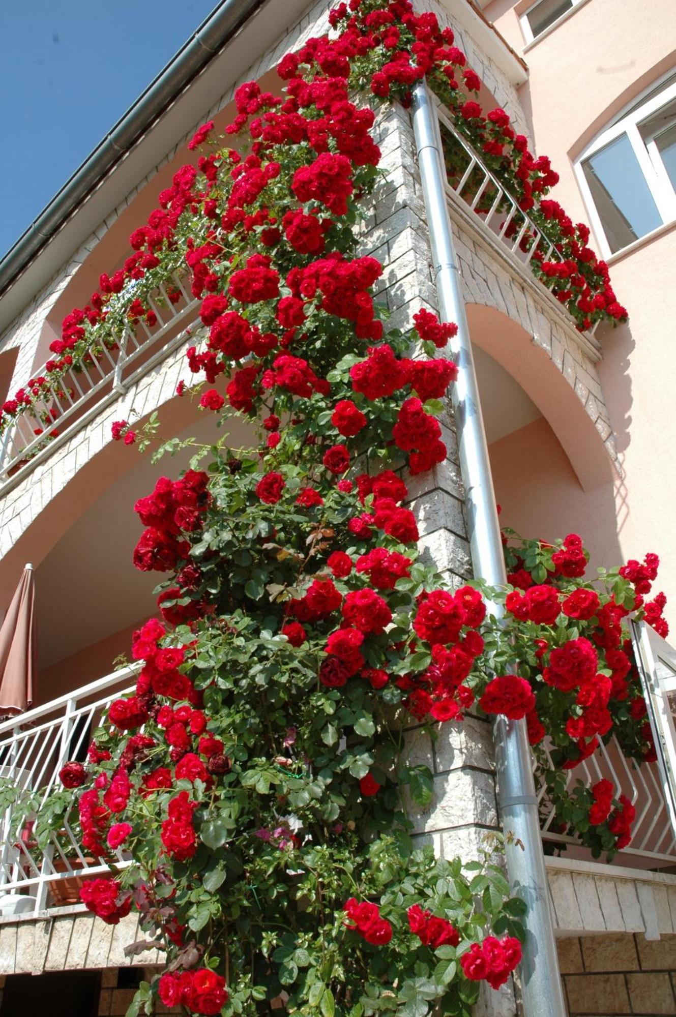 House Maric Apartamento Poreč Exterior foto